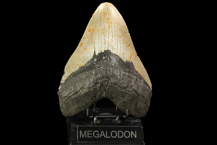 Fossil Megalodon Tooth - + Foot Shark #75532